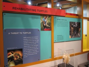 People helping turtles!