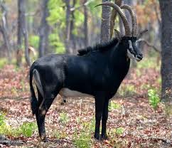 sable antelope
