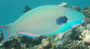 bicolor parrotfish2