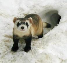 black footed ferret