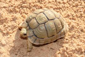 egyptian tortoise