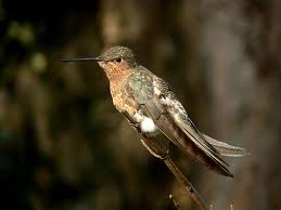 giant hummingbird2