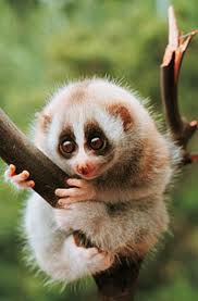 slow loris