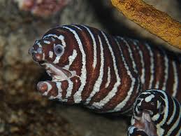 zebra moray