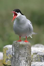 arctic tern3