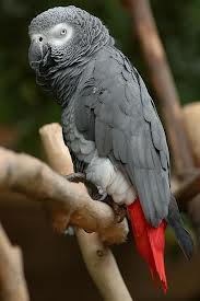 african grey2