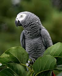 african grey3