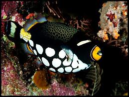 clown triggerfish2