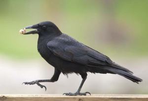 crow2