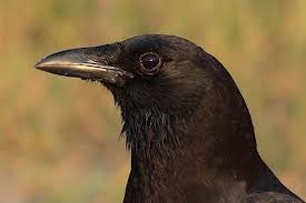 crow3
