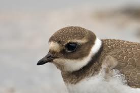 ringed plover3