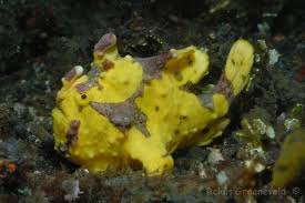 warty frogfish