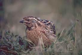 common quail3