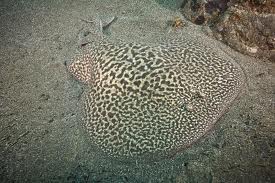 electric marbled ray
