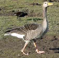 graylag goose2