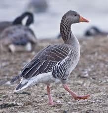 graylag goose3