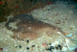 marbled electric ray2