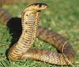 egpytian cobra