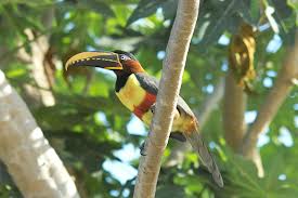 chestnut eared aracari3