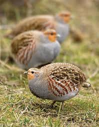 gray partridge