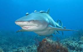 lemon shark