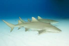 lemon sharks2