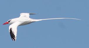 red billed tropicbird