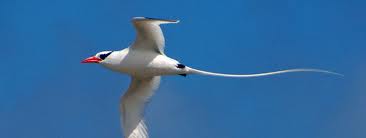 red billed tropicbird2