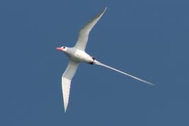 red billed tropicbird3