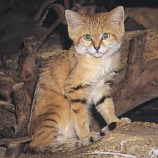 sand cat2