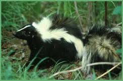 striped skunk