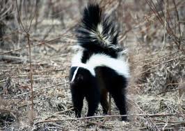 striped skunk2