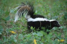 striped skunk3
