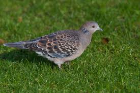 turtle dove3