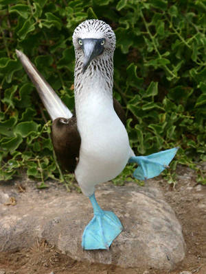 Blue Footed Boobyhttp://wp.me/p1Gkpi-13