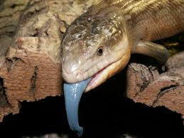 Blue Tongue Skink