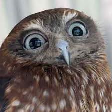 Boobook Owlhttp://wp.me/p1Gkpi-sZ