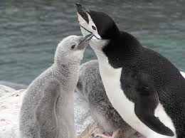 chinstrap penguin