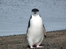 chinstrap penguin2
