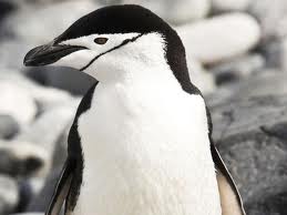 chinstrap penguin3