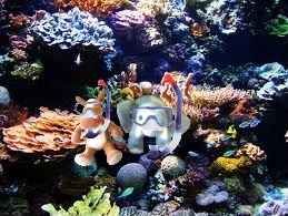 e & e snorkeling