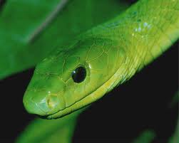 east african green mamba