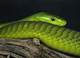 east african green mamba2