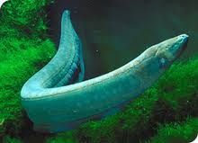 electric eel
