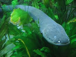 electric eel2