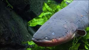 electric eel3