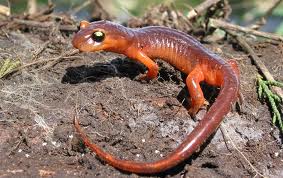 ensantina salamander3