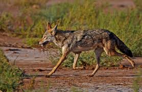 golden jackal2