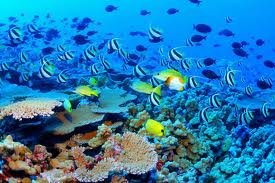 Great Barrier Reef
