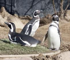 humboldt penguin
